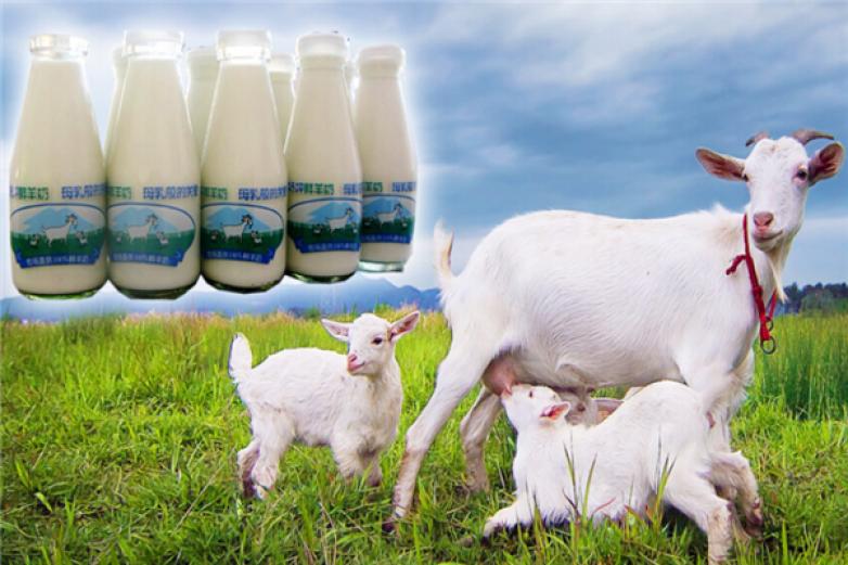 绿河谷鲜羊奶加盟
