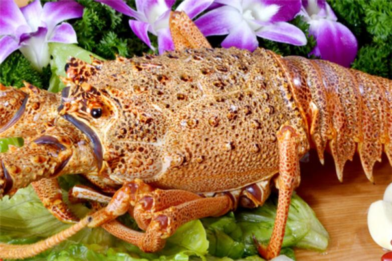 龙澳澳洲龙虾养殖加盟