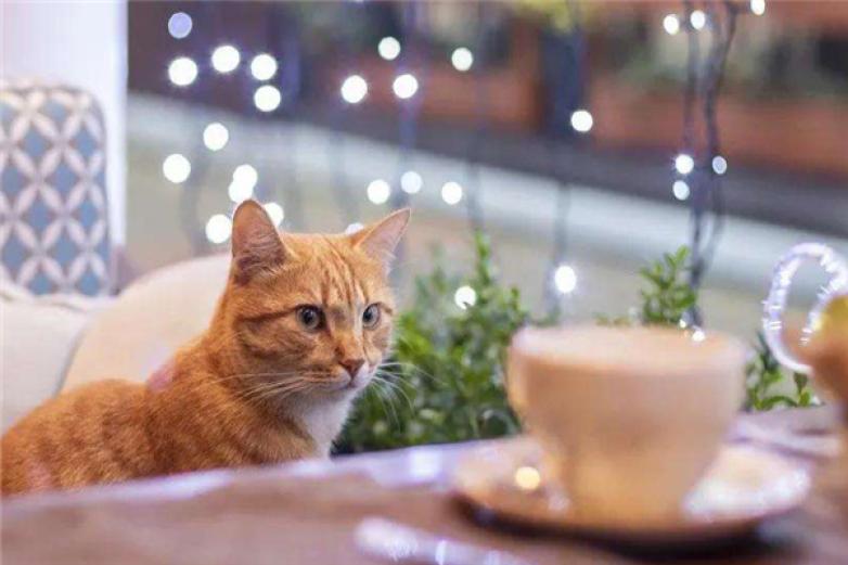 猫主题咖啡馆加盟