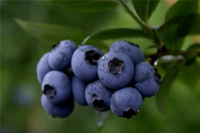 藍莓花青素加盟