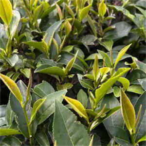 三宁茶业
