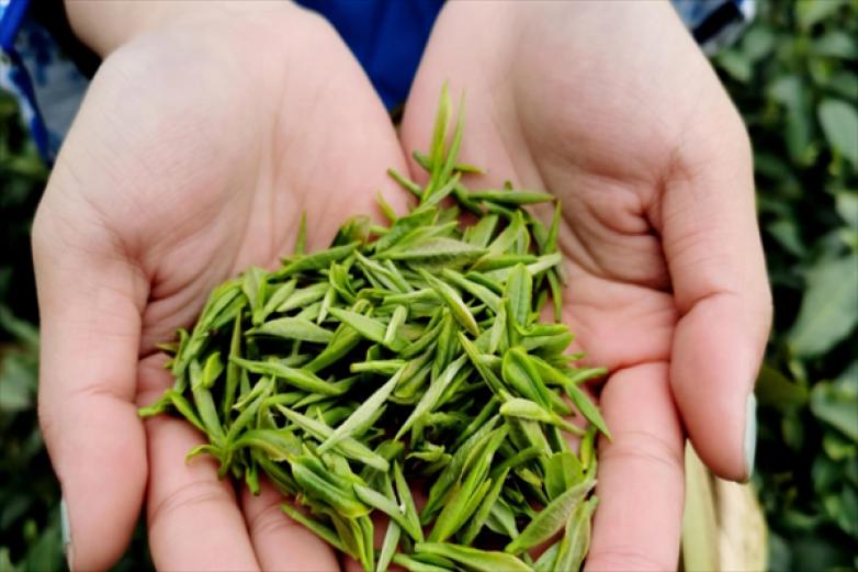 中灜茶叶加盟
