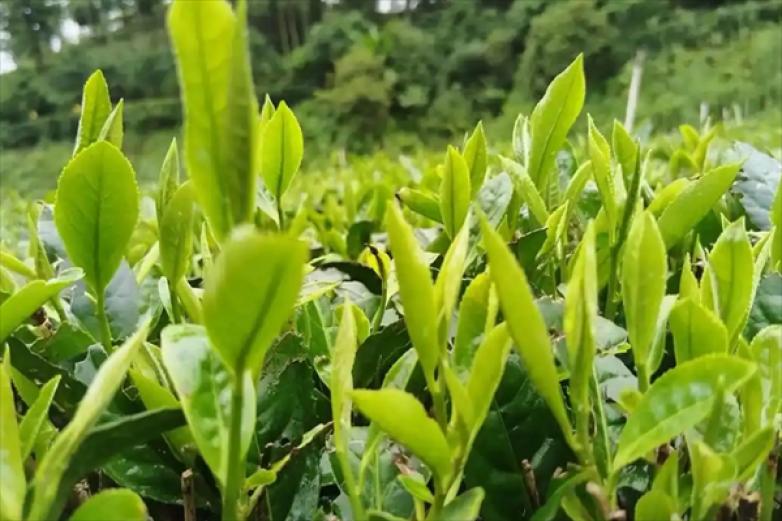 香山茶源茶业加盟