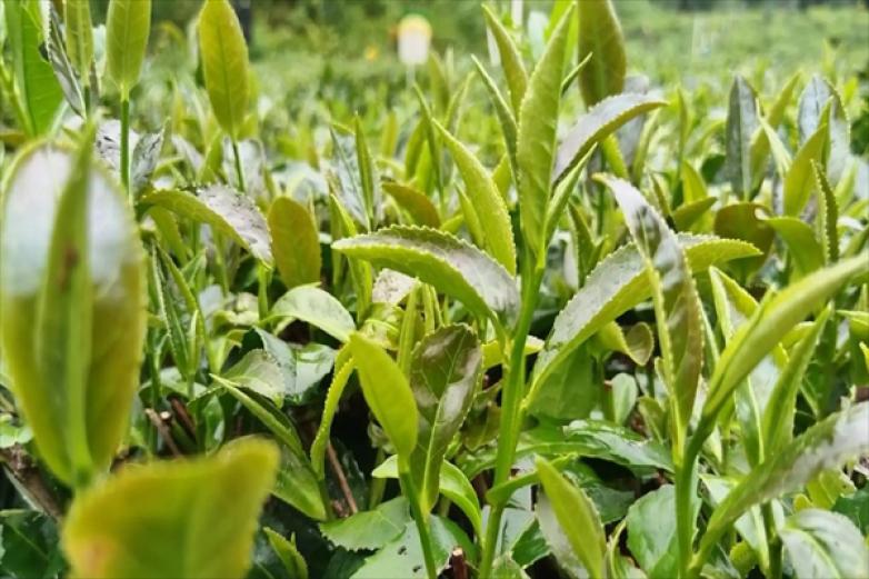 醉美茶叶加盟