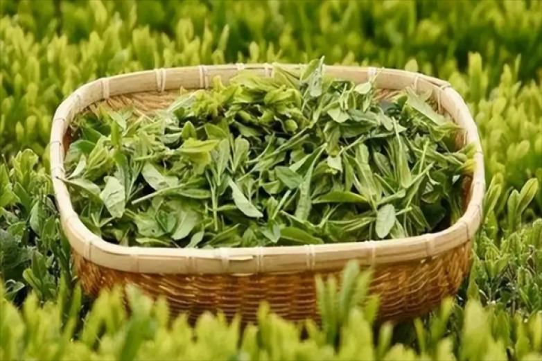 欣欣茶业加盟