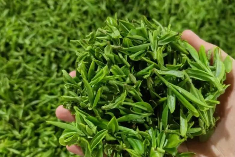 熙玛茶叶加盟