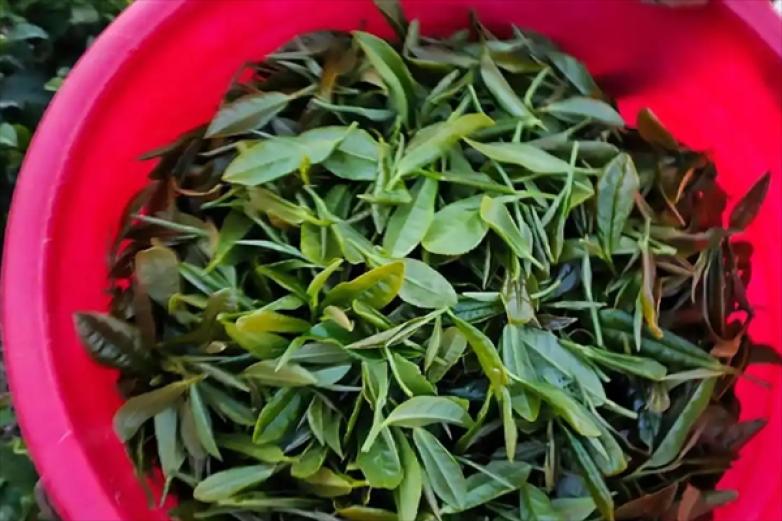 汤之社茶叶加盟