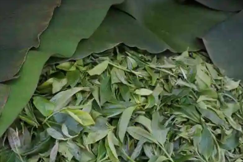 久福茶叶加盟