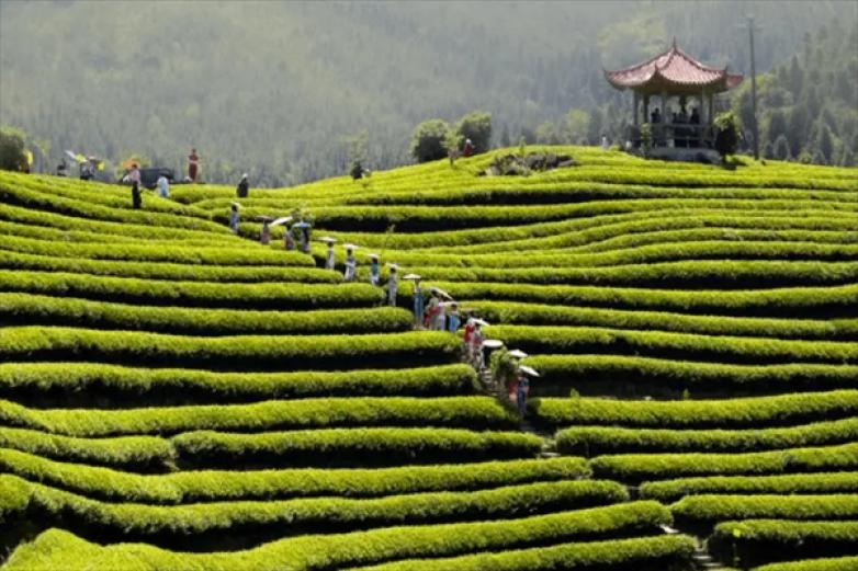 久福茶叶加盟