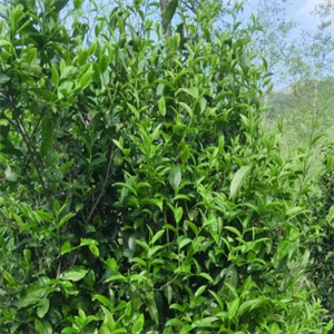 龙来茶叶