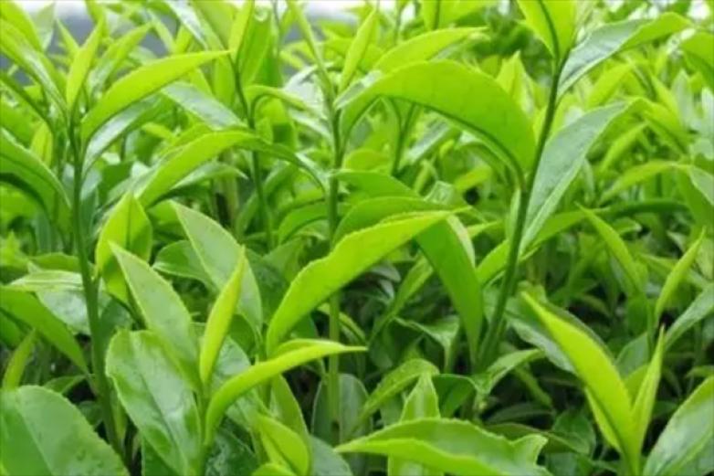 明辉茶叶加盟