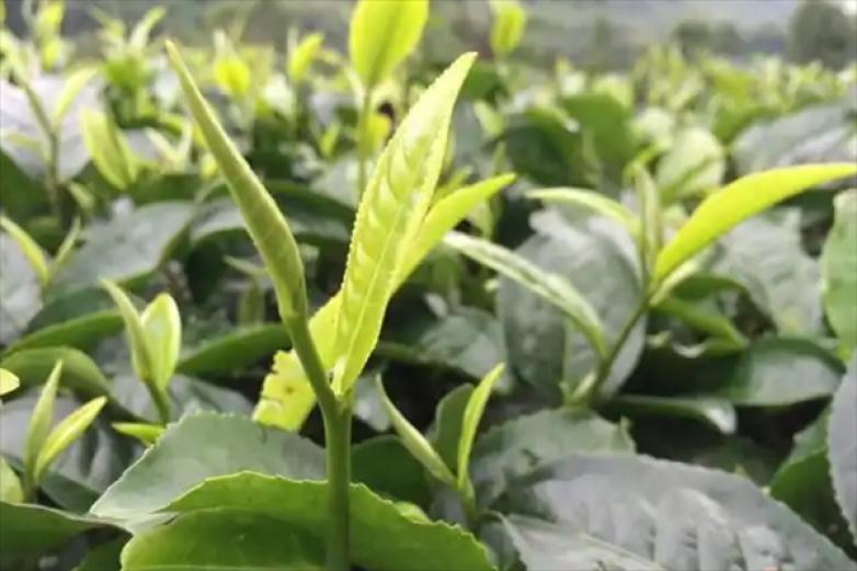 半闲茶叶加盟