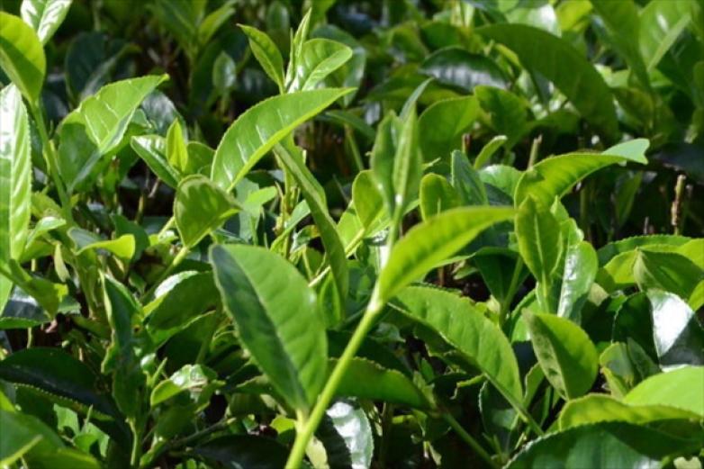 银溪绿茶茶叶加盟