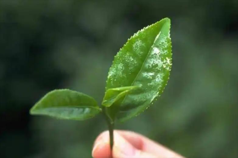 银溪绿茶茶叶加盟