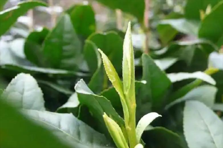 银溪绿茶茶叶加盟