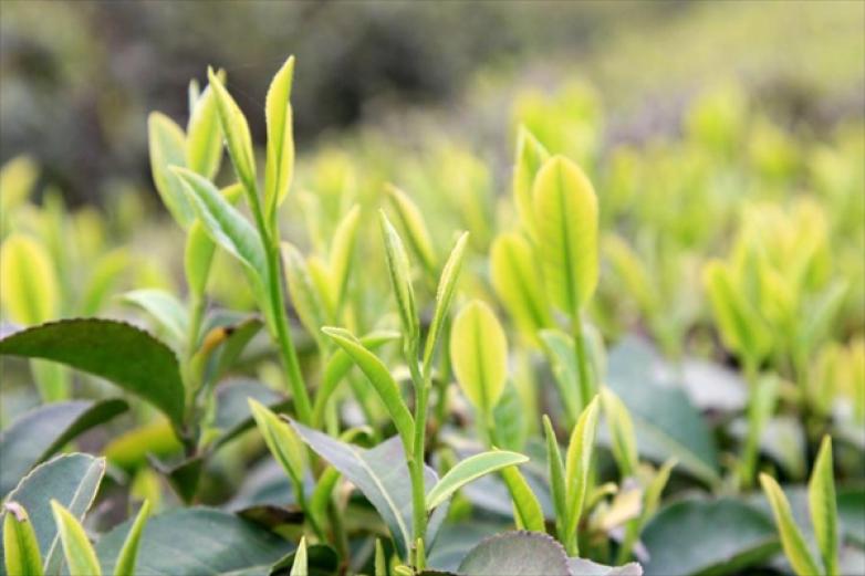 茶后茶饮加盟