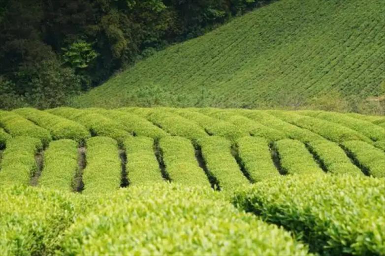 茗缘茶坊加盟